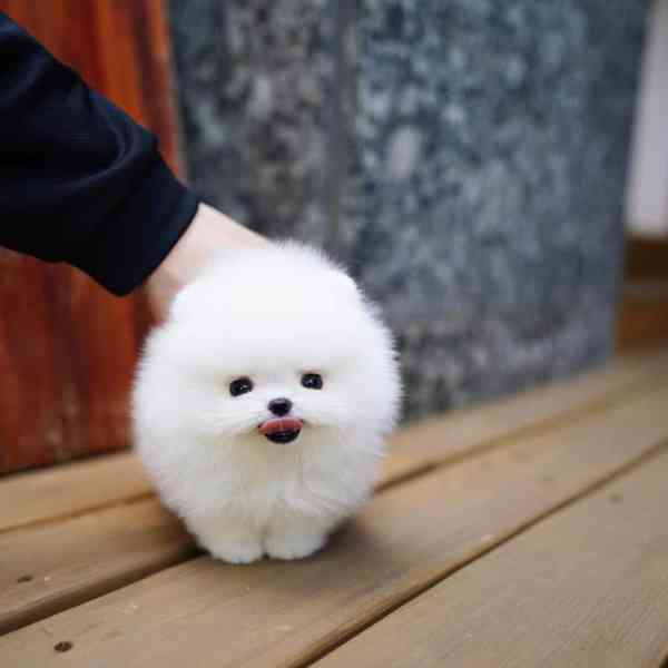 Štěňata pomeraniana k adopci zdarma - foto 4