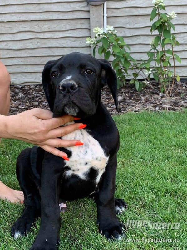 Cane Corso s PP- fena a pes - foto 1