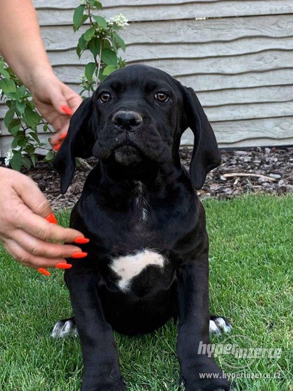 Cane Corso s PP- fena a pes - foto 2