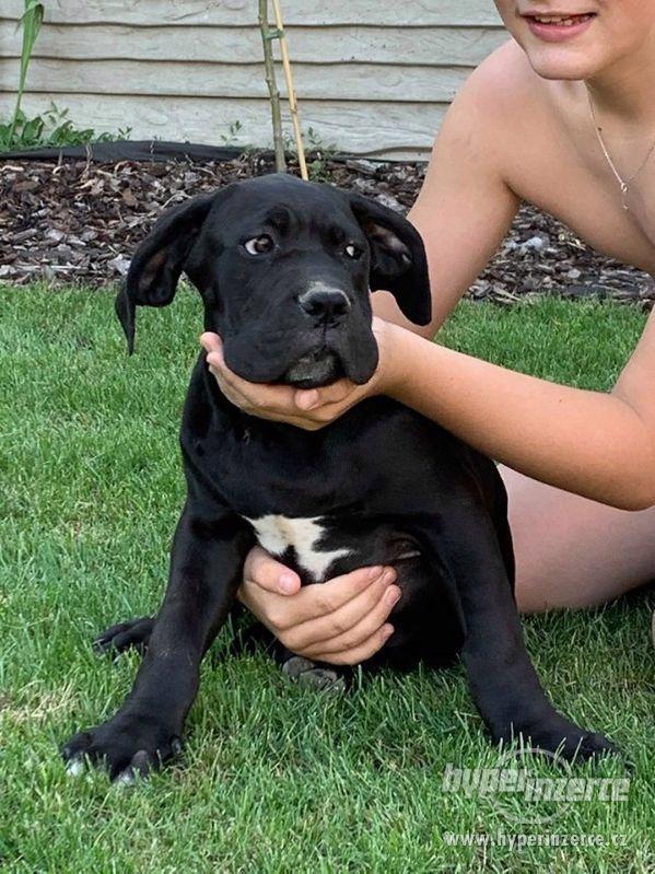 Cane Corso s PP- fena a pes - foto 3