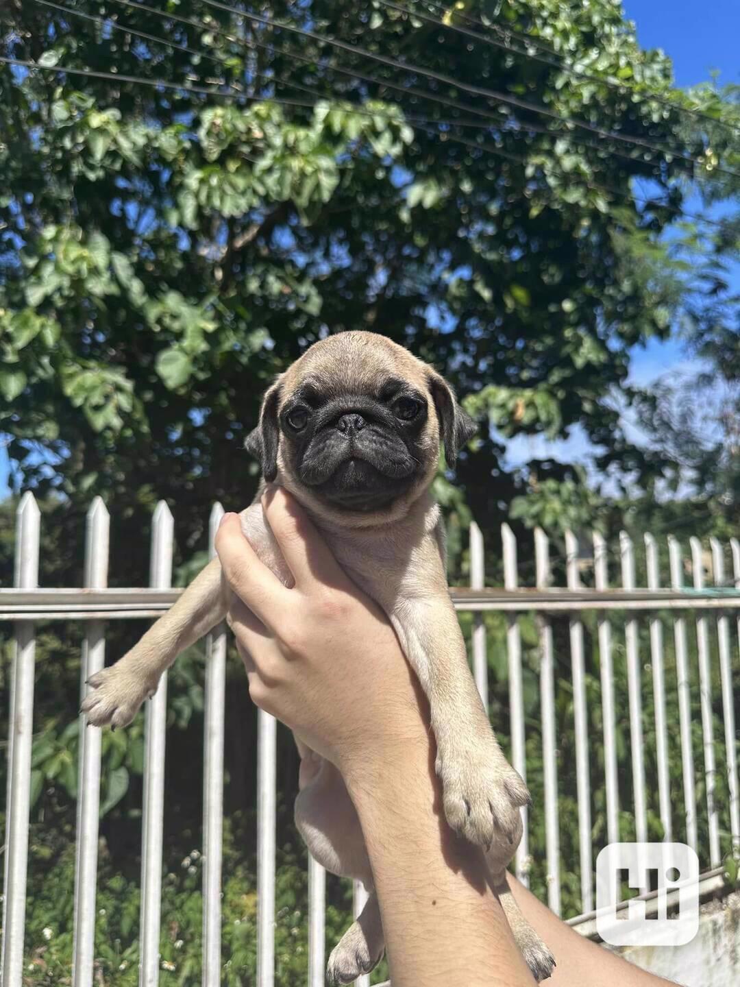 Štěňata mopse jsou k dispozici k adopci,  - foto 1