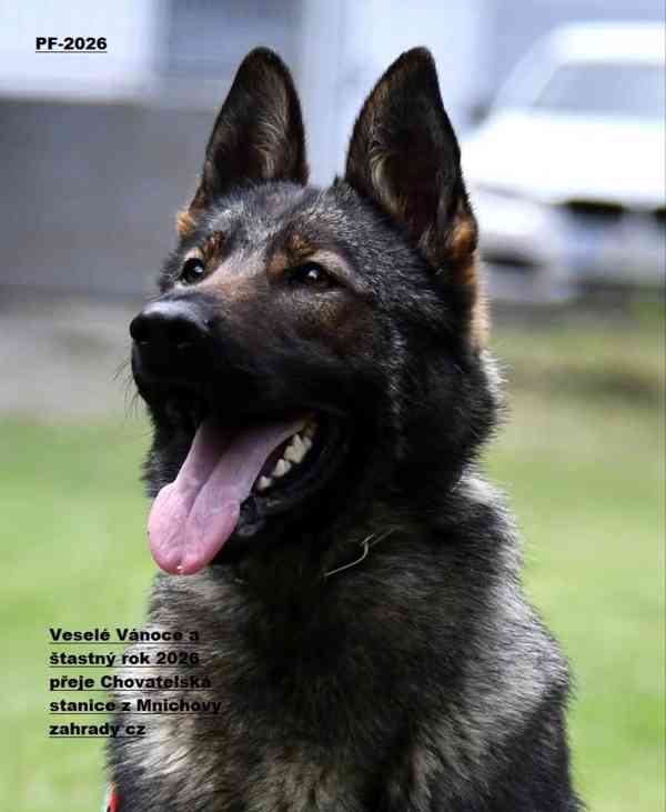 Německý ovčák štěnata s PP - foto 2