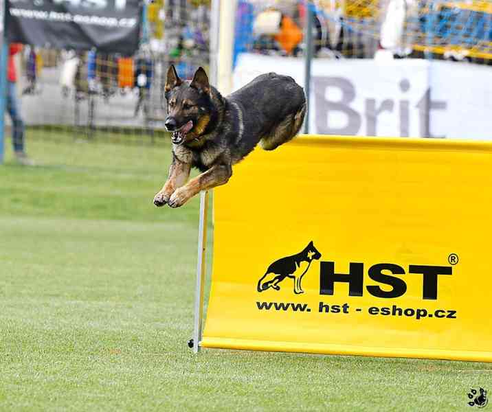 Německý ovčák štěnata s PP - foto 13