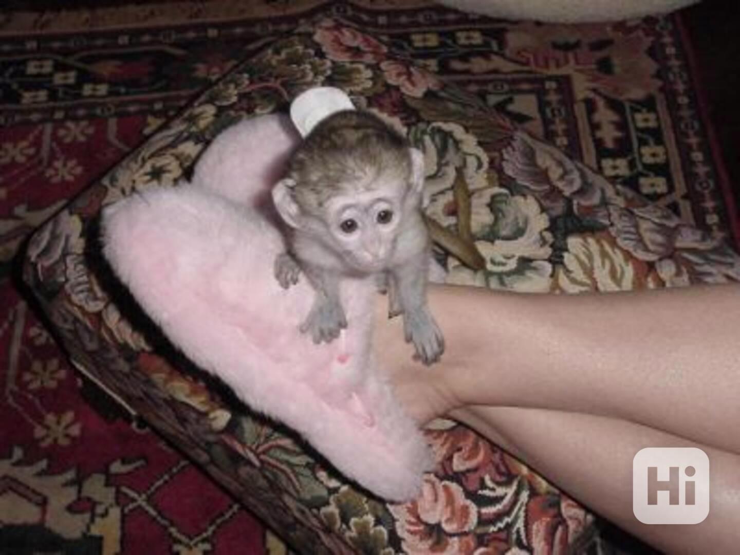 Opice kapucínské k adopci - foto 1