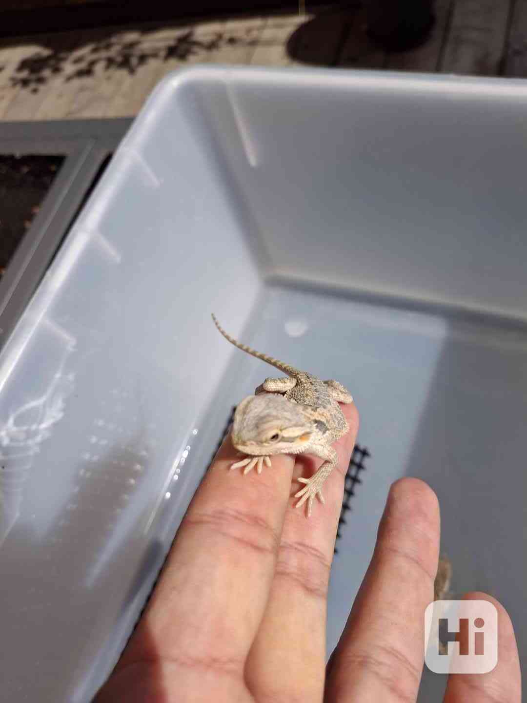 Agama vousatá - mláďata - foto 1