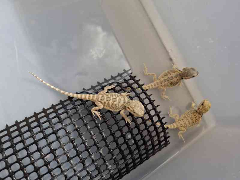 Agama vousatá - mláďata - foto 5