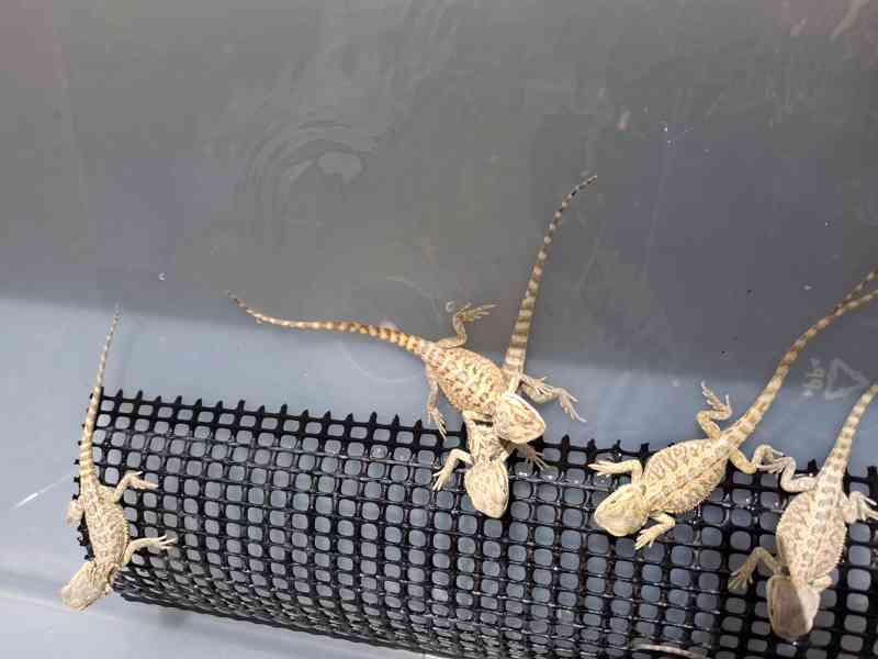 Agama vousatá - mláďata - foto 4