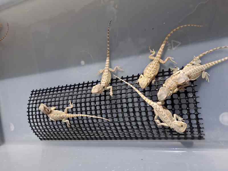 Agama vousatá - mláďata - foto 3