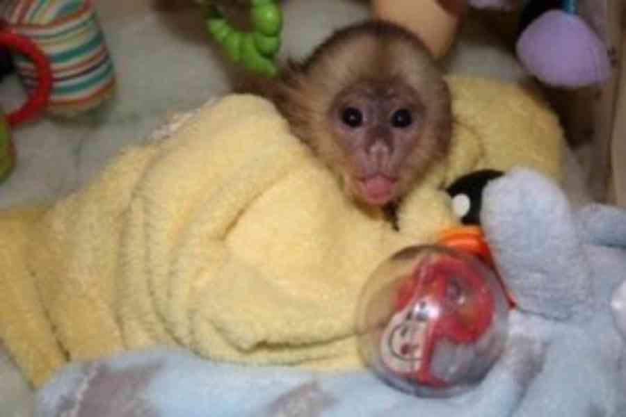 Kapucínské opice k vyzvednutí