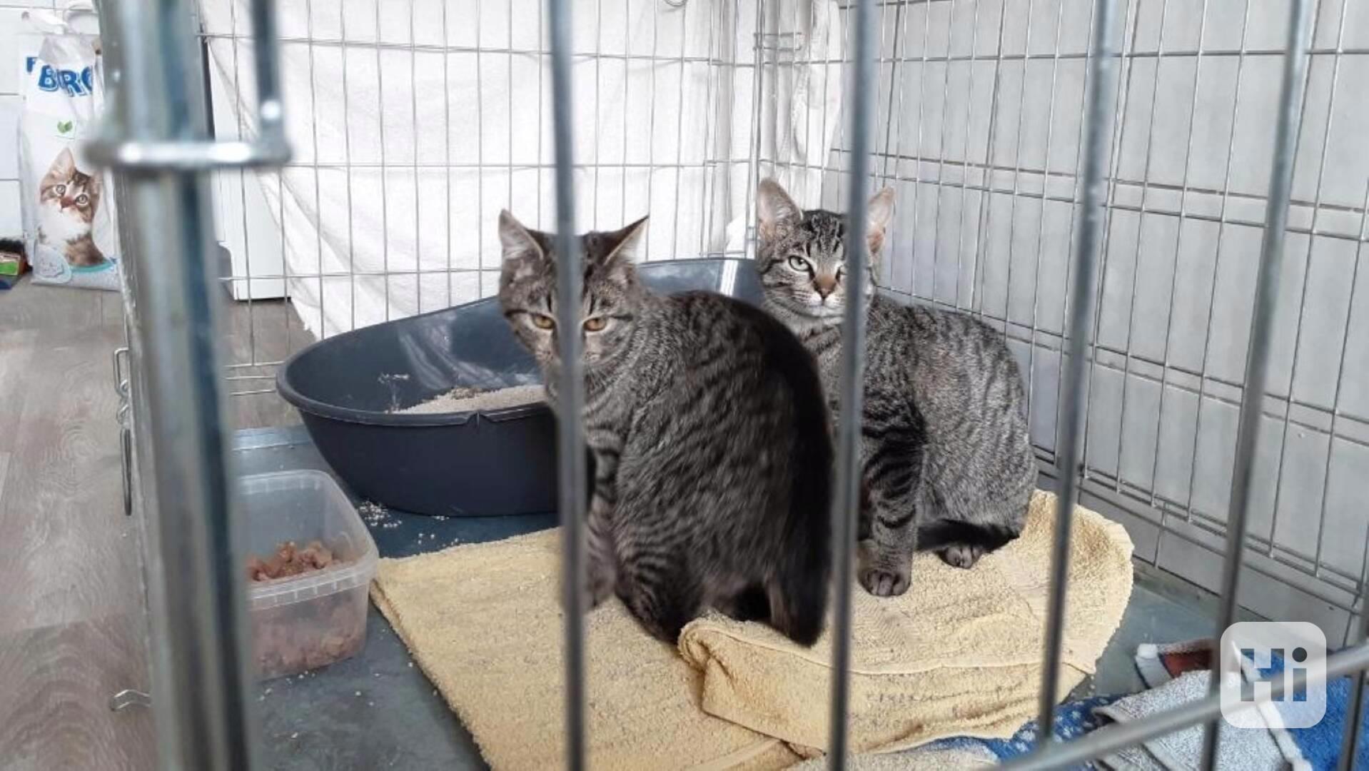 Krásní mouráčci na mazlení - foto 1