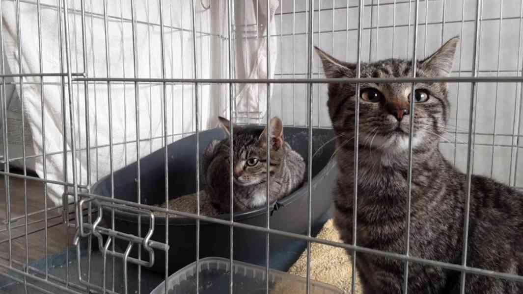 Krásní mouráčci na mazlení - foto 2