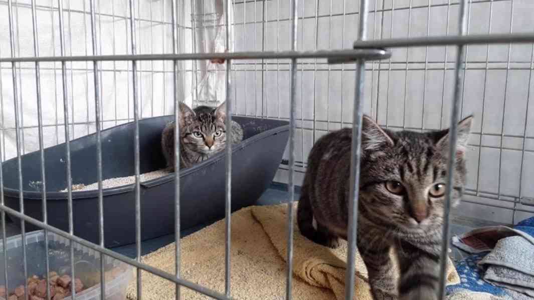 Krásní mouráčci na mazlení - foto 3