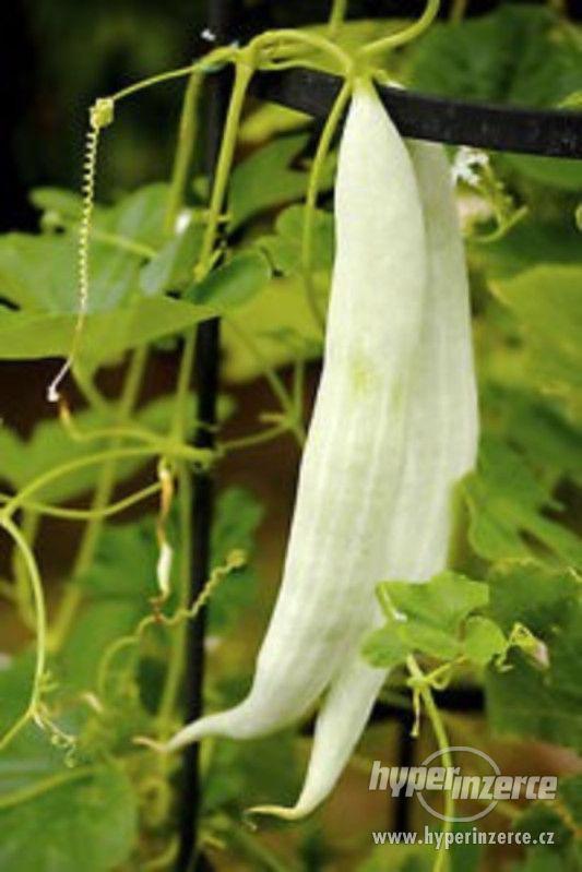 Tortarello Bianco Abruzzese - semena - foto 1