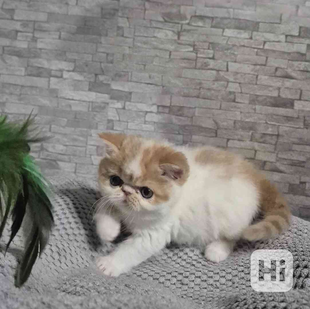 Perská a exotická koťátka s Pp  - foto 1