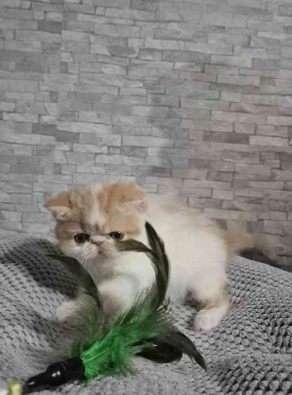 Perská a exotická koťátka s Pp  - foto 4