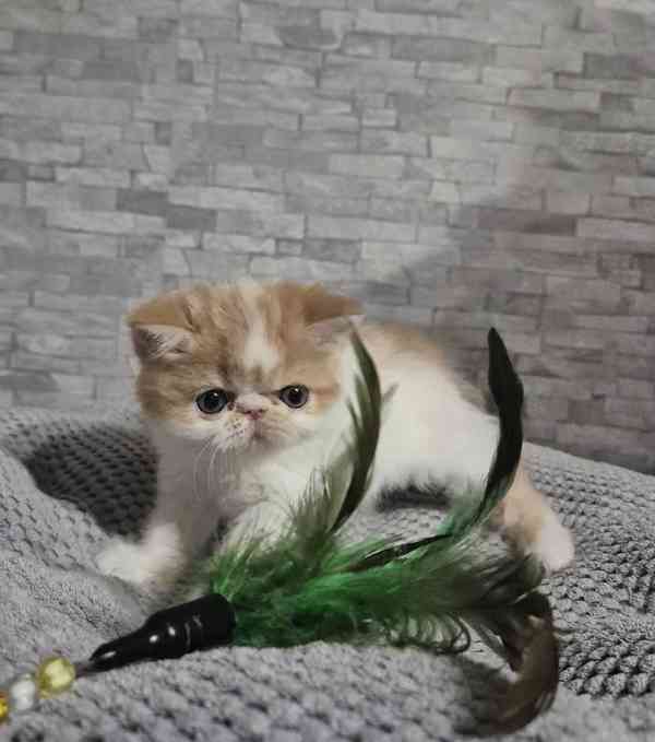 Perská a exotická koťátka s Pp  - foto 3