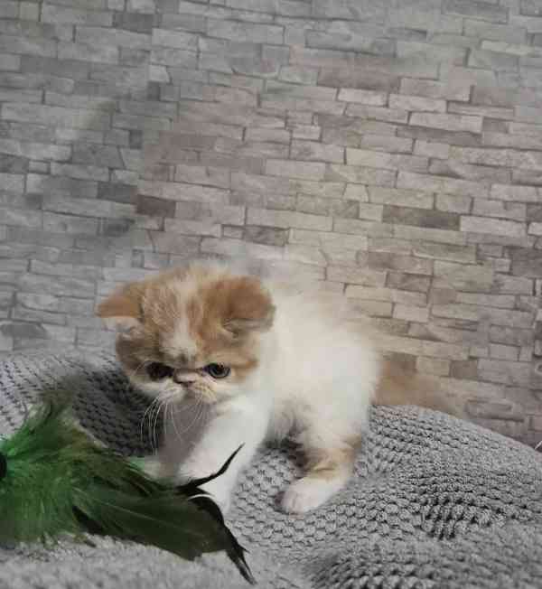 Perská a exotická koťátka s Pp  - foto 5