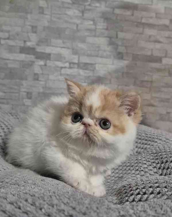 Perská a exotická koťátka s Pp  - foto 2