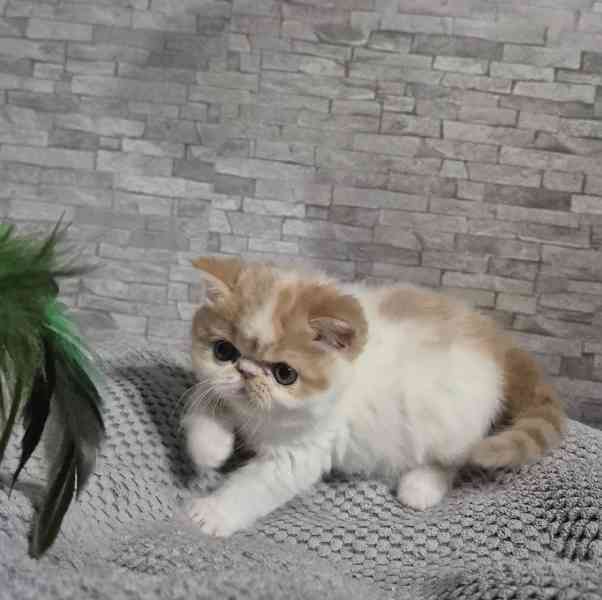 Perská a exotická koťátka s Pp  - foto 1