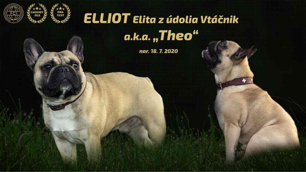 Francouzský buldoček - chovný a s PP - nabídka krytí - foto 10