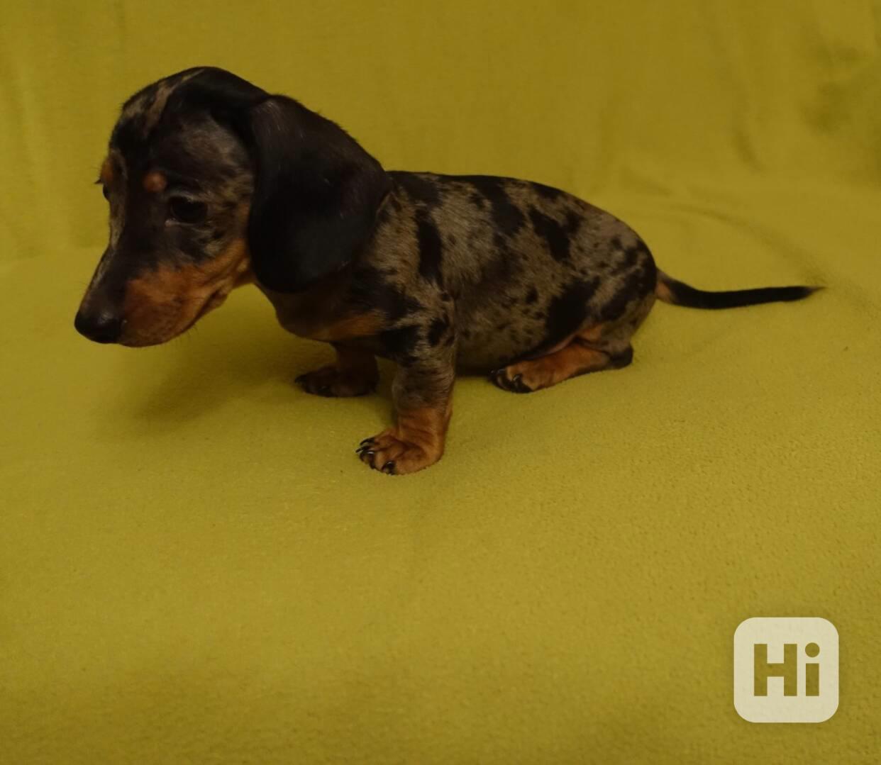 jezevčík trpasličí - foto 1