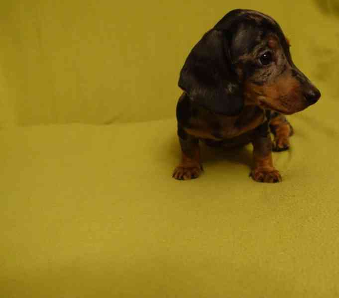 jezevčík trpasličí - foto 2