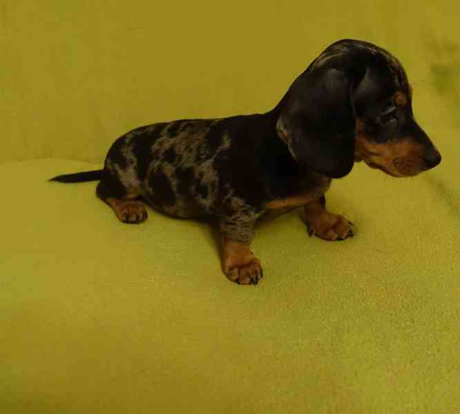 jezevčík trpasličí - foto 3