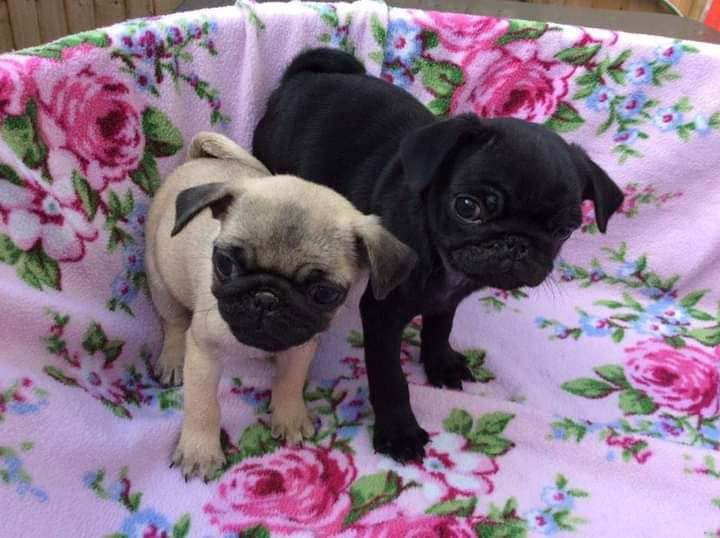 kr-sn-a-roztomil-t-tka-pejska-a-fenky-mops-k-adopci-bazar