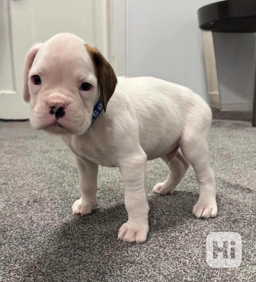 Štěňata boxera k adopci zdarma nyní s pp   - foto 1