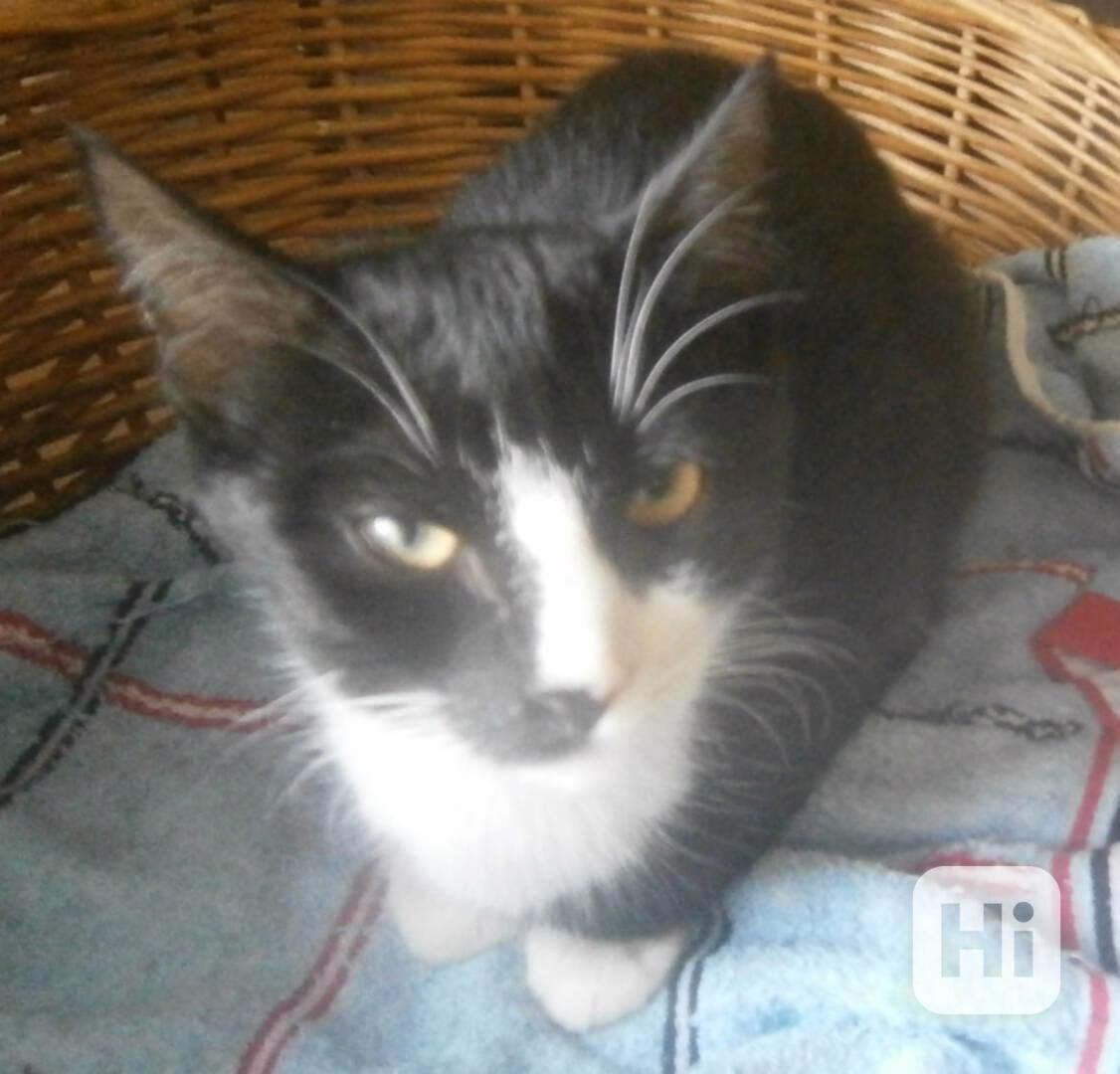 Mazlivý, klidnější 5,5měsíční černobílý kocourek Body - foto 1