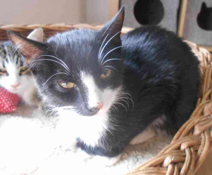 Mazlivý, klidnější 5,5měsíční černobílý kocourek Body - foto 12