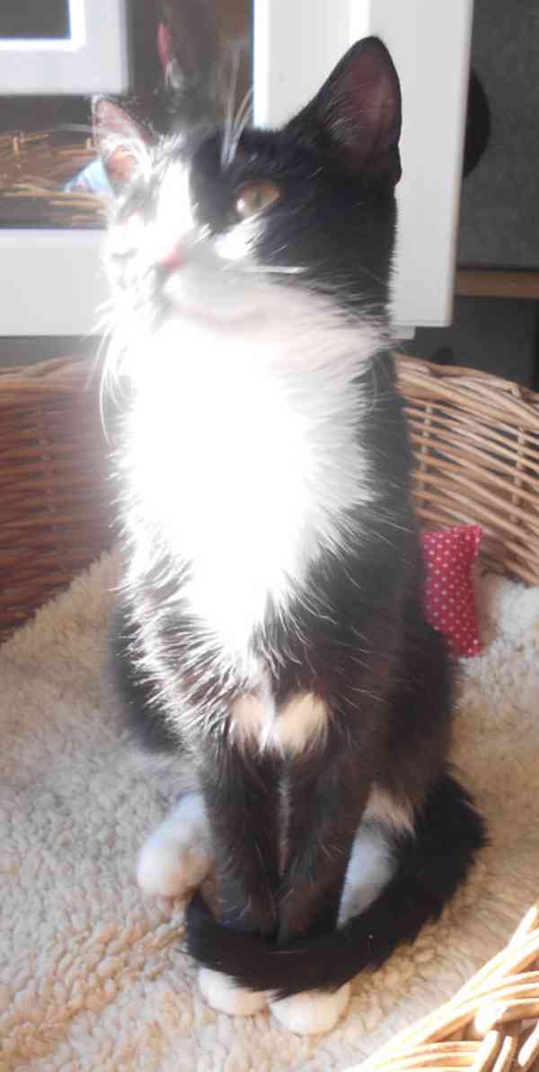 Mazlivý, klidnější 5,5měsíční černobílý kocourek Body - foto 10