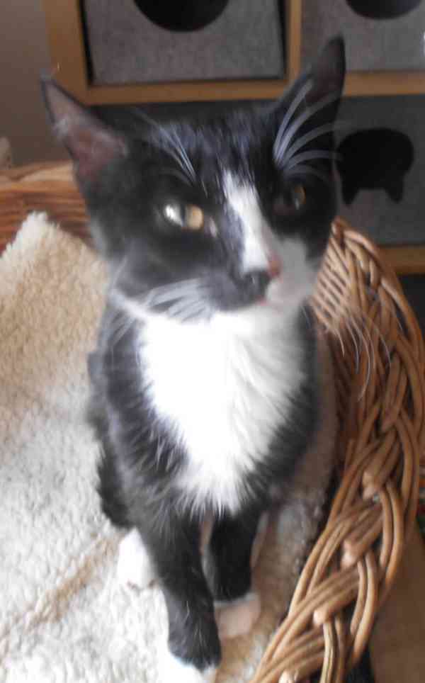 Mazlivý, klidnější 5,5měsíční černobílý kocourek Body - foto 13