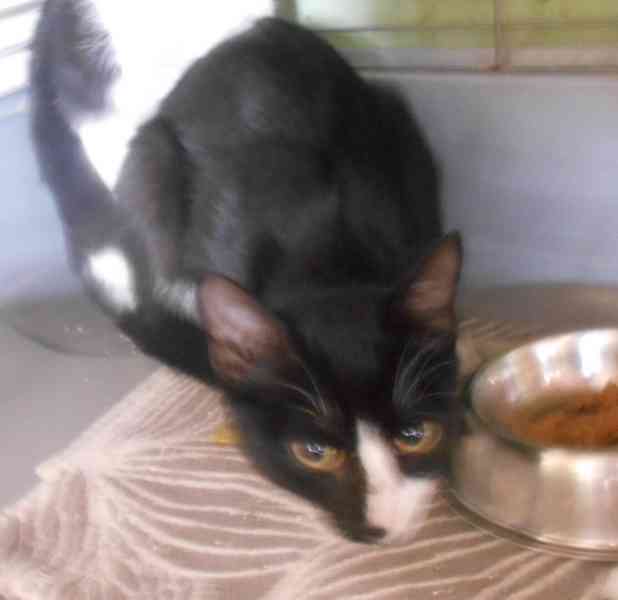 Mazlivý, klidnější 5,5měsíční černobílý kocourek Body - foto 3