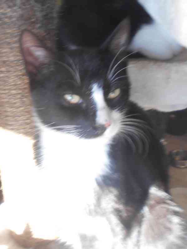 Mazlivý, klidnější 5,5měsíční černobílý kocourek Body - foto 5