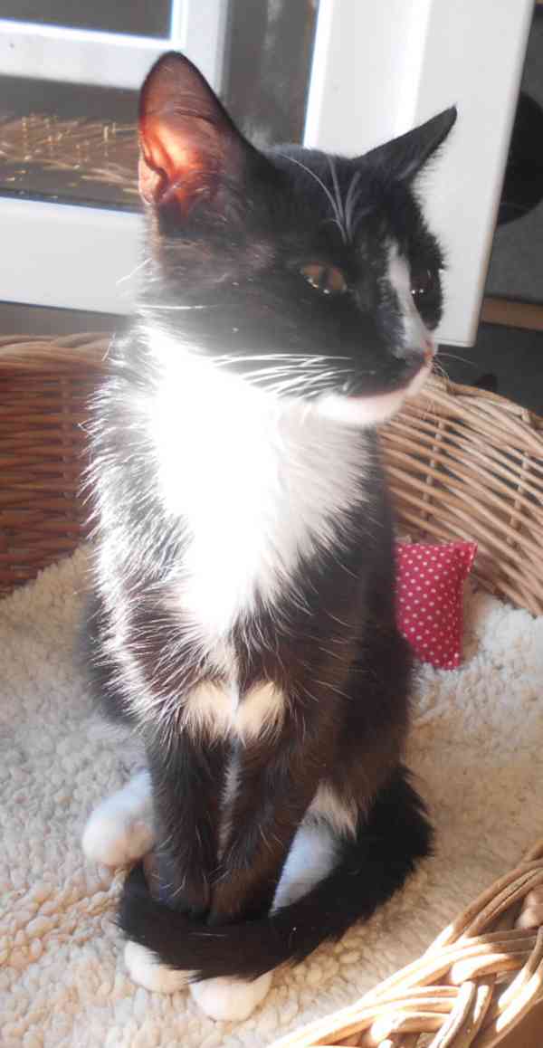 Mazlivý, klidnější 5,5měsíční černobílý kocourek Body - foto 6