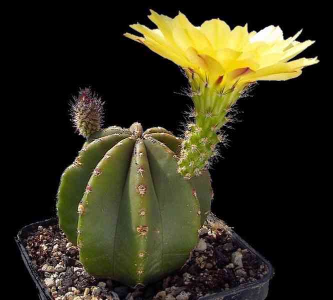 semena kaktusu Echinocereus subinermis - foto 1