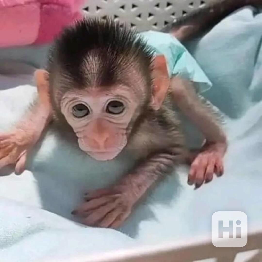 13týdenní samice kapucínské opice - foto 1