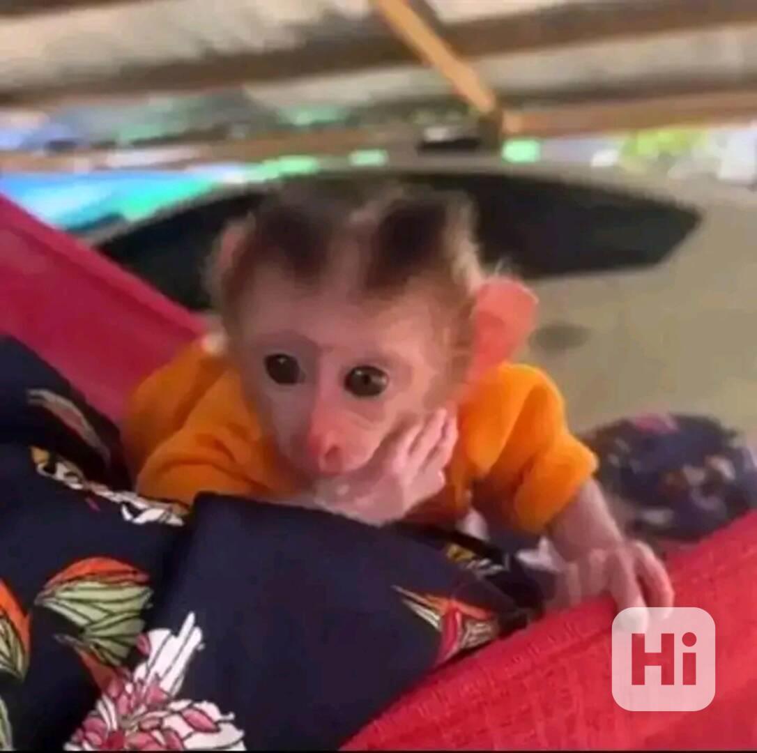  Ovocnožravé mládě kapucínky - foto 1