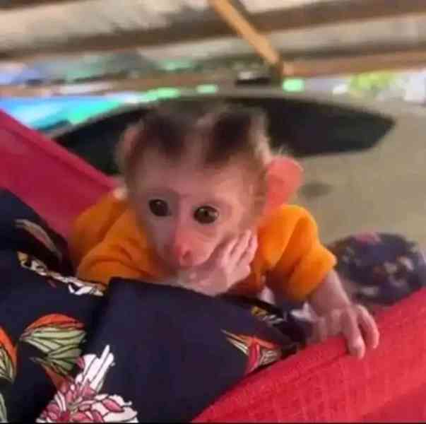  Ovocnožravé mládě kapucínky - foto 1