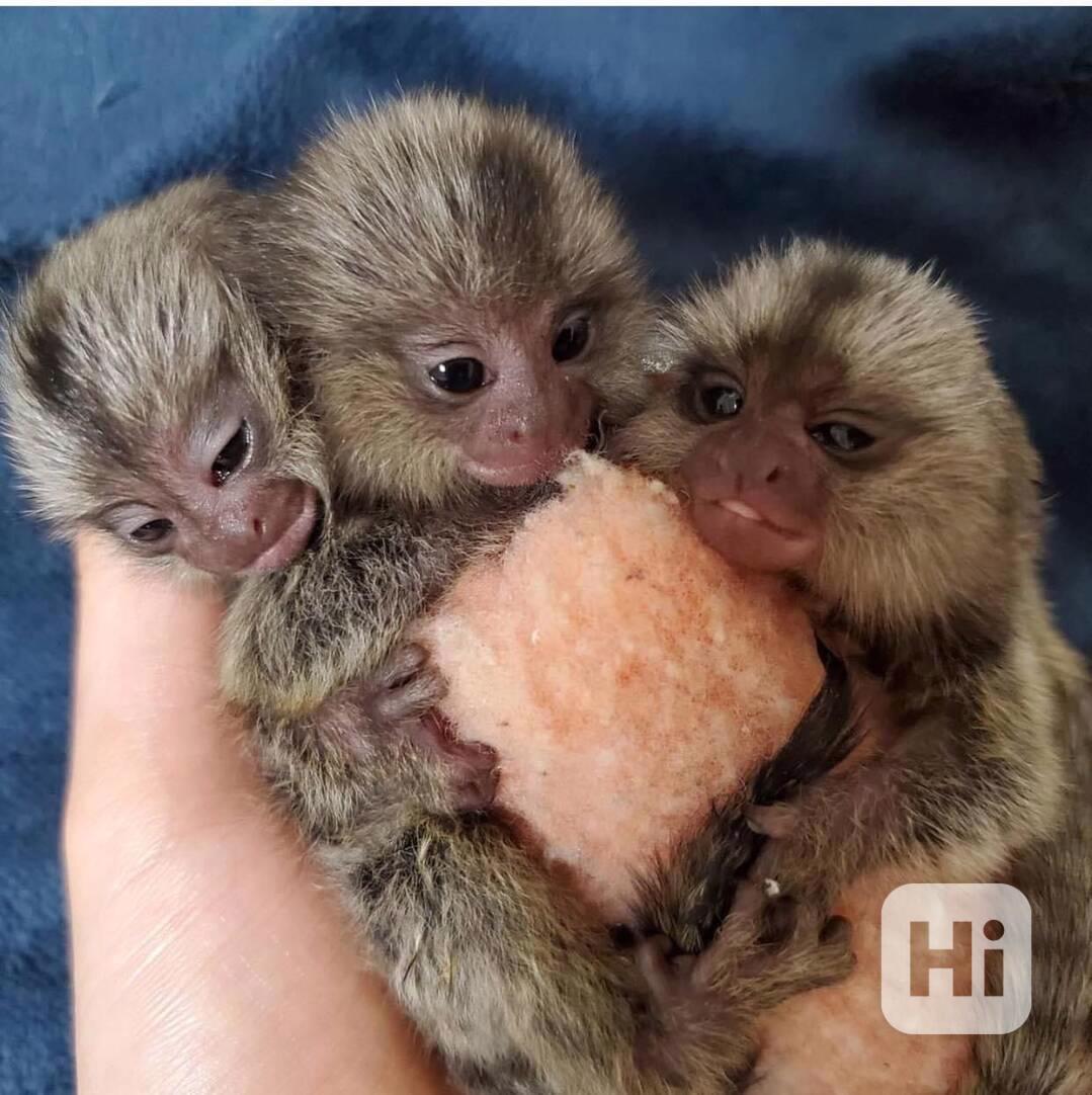 Samci a samice kosmanů připraveni k odchodu - foto 1