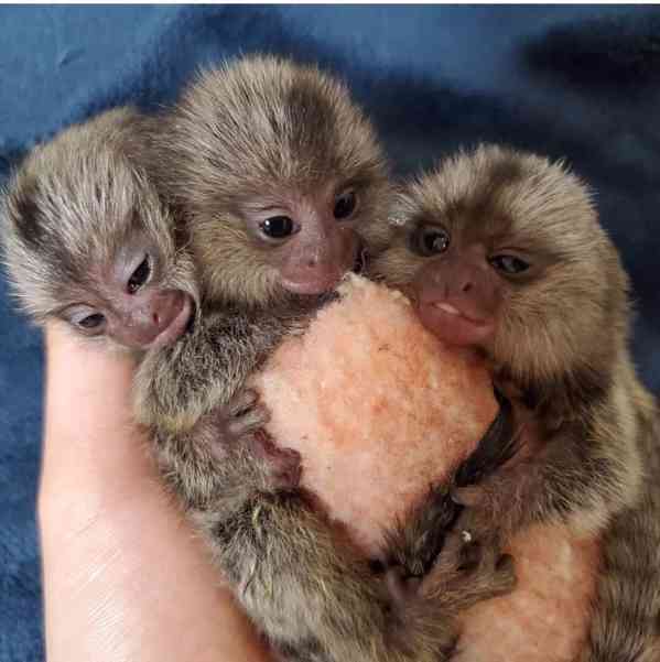 Samci a samice kosmanů připraveni k odchodu - foto 1