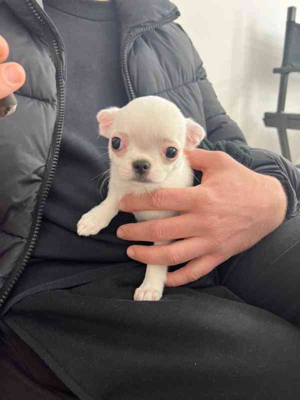  Dárek zdarma Štěňata čivavy k adopci zdarma   - foto 2
