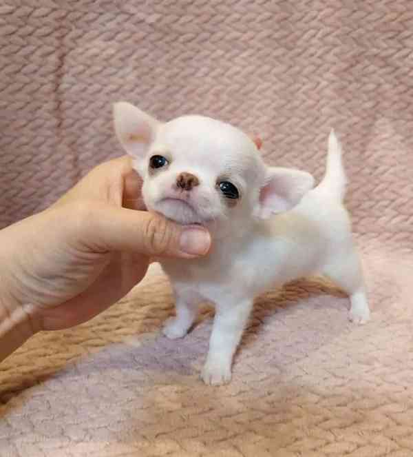  Dárek zdarma Štěňata čivavy k adopci zdarma  