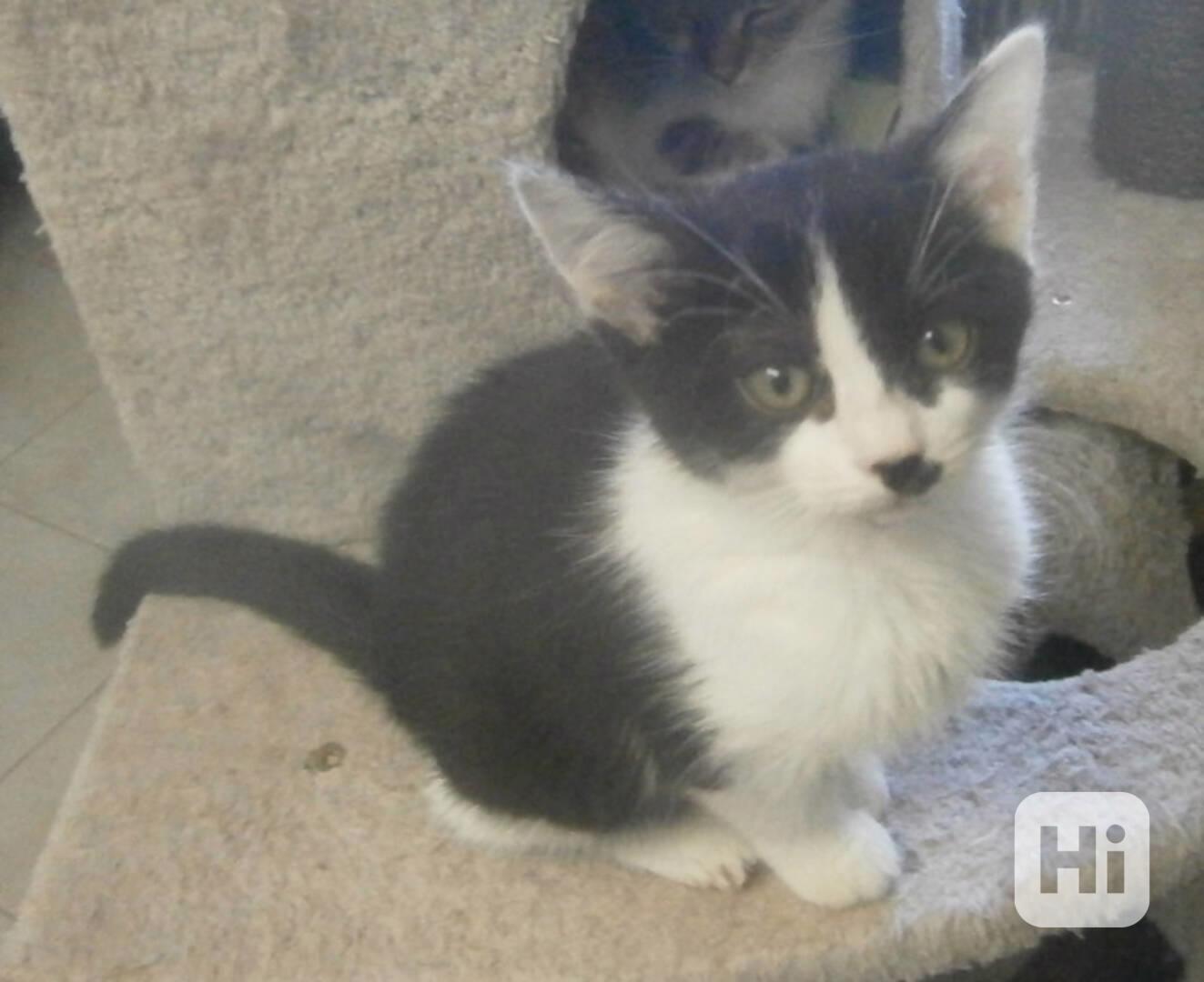 Moc milá, mazlivá 2,5měsíční kočička černobílá Adélka - foto 1