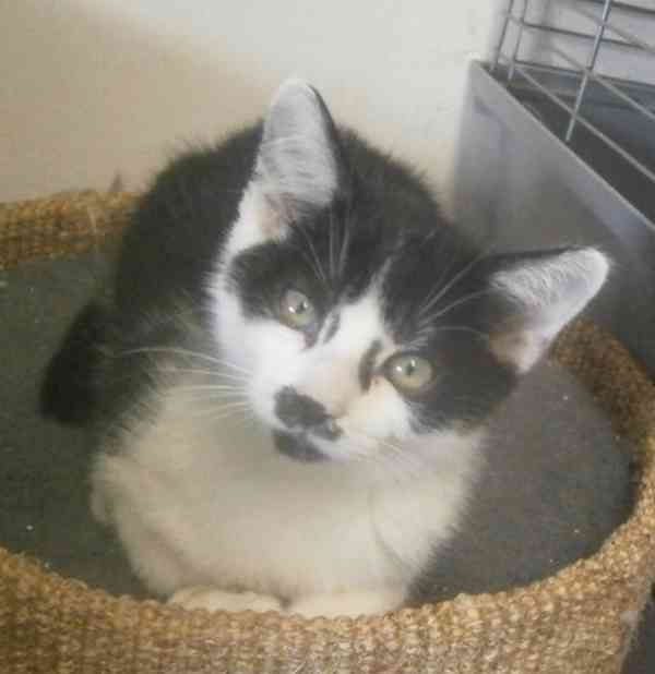 Moc milá, mazlivá 2,5měsíční kočička černobílá Adélka - foto 6