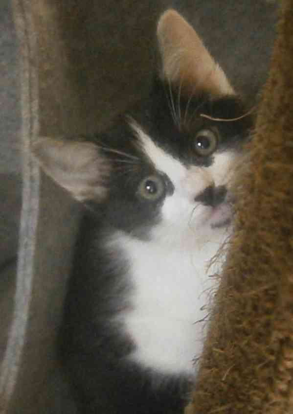 Moc milá, mazlivá 2,5měsíční kočička černobílá Adélka - foto 2