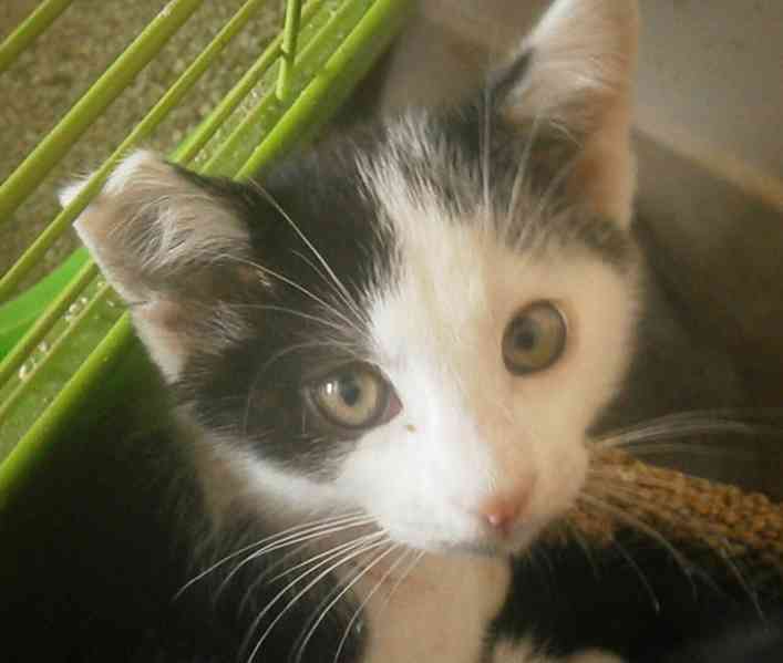 Moc milá, mazlivá 2,5měsíční kočička černobílá Adélka - foto 5