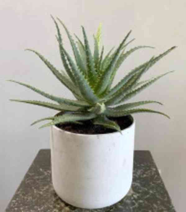 Sazenice Aloe vera – Aloe pravá 10 cm 4-5 první listy - foto 1
