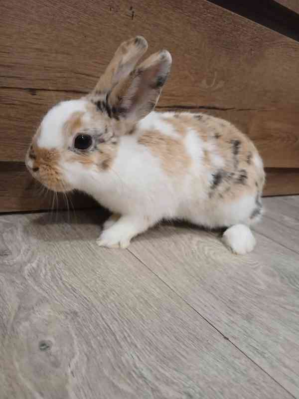 Zakrslý králíčci - foto 2